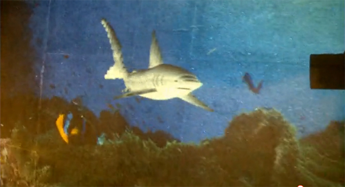 圖4：地面投影之兇猛的鯊魚